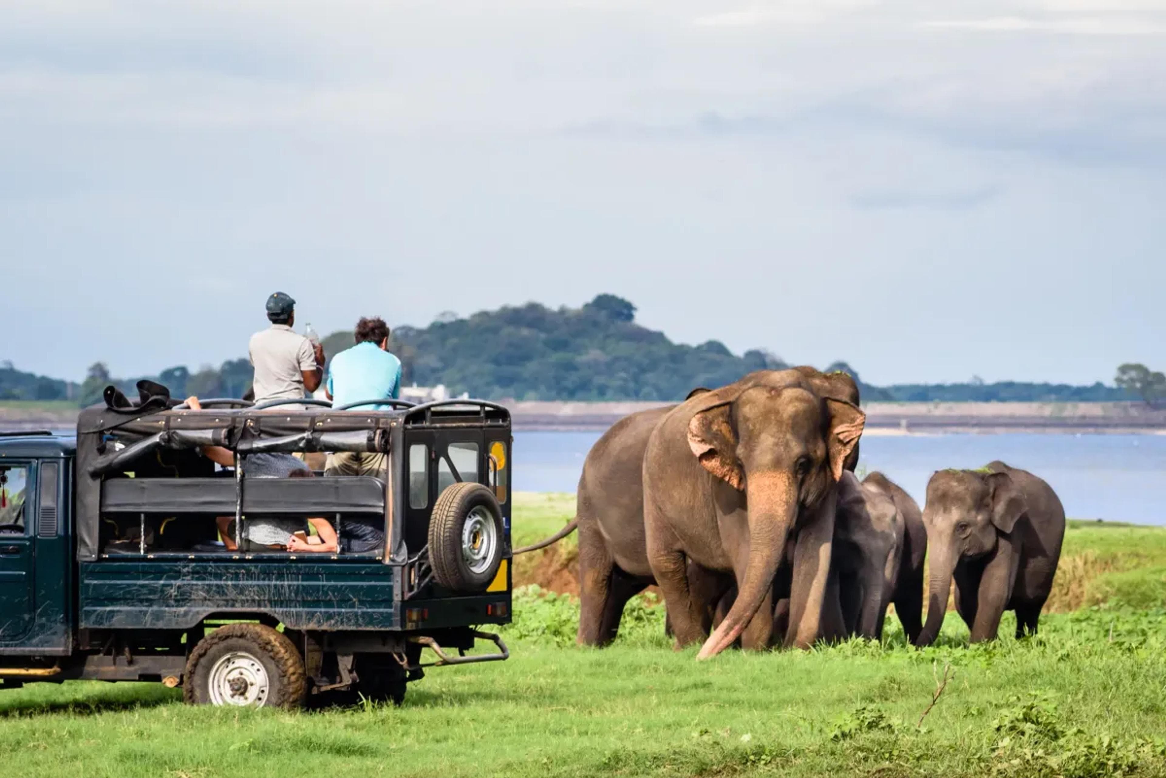 Udawalawe National Park landscape and wildlife