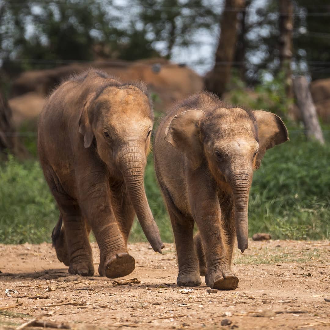 Young elephants at the Transit Home